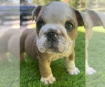 Small Photo #17 Bulldog Puppy For Sale in STOCKBRIDGE, GA, USA