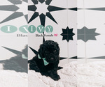 Puppy 5 Goldendoodle (Miniature)