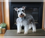 Small #2 Schnauzer (Miniature)
