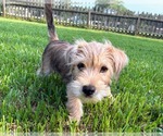 Small #9 Cairn Terrier Mix