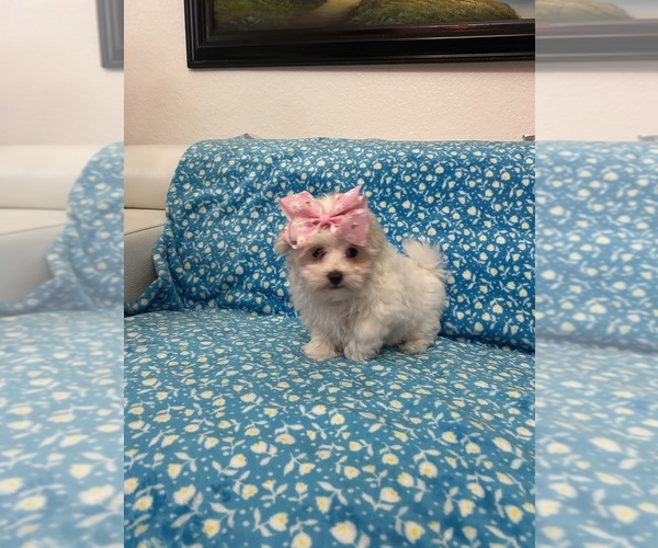 Medium Photo #1 Maltese Puppy For Sale in CLEWISTON, FL, USA