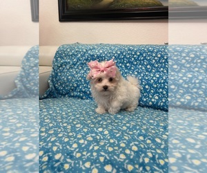 Maltese Puppy for sale in CLEWISTON, FL, USA
