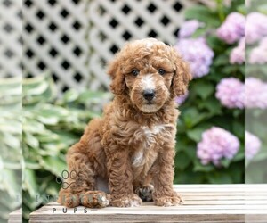 Goldendoodle (Miniature) Puppy for sale in LEOLA, PA, USA