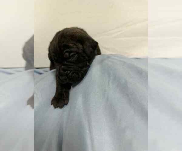 Medium Photo #4 Cane Corso Puppy For Sale in CAMBY, IN, USA