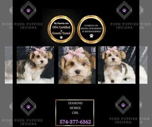 Morkie Puppy for sale in WARSAW, IN, USA