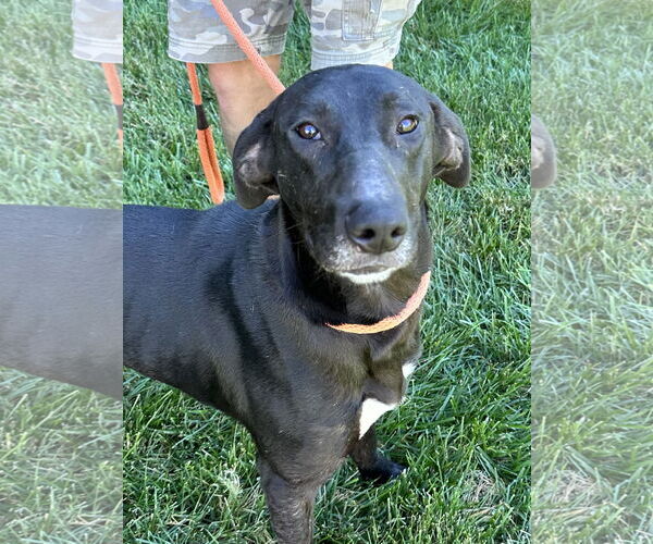 Medium Photo #2 Great Dane-Labrador Retriever Mix Puppy For Sale in Thomasville, NC, USA