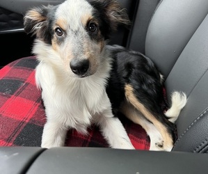 Australian Shepherd Litter for sale in HOLIDAY, FL, USA