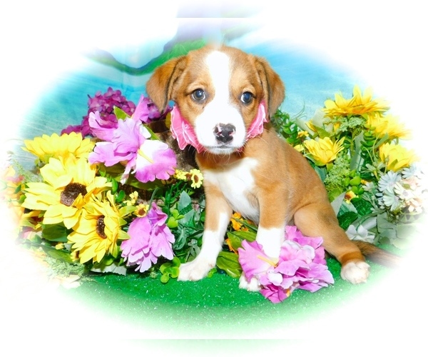 Medium Photo #1 Jack-Rat Terrier-Unknown Mix Puppy For Sale in HAMMOND, IN, USA
