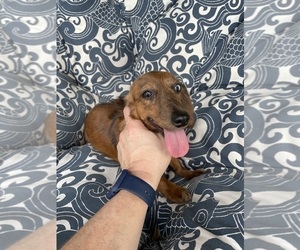 Dachshund Puppy for sale in CONROE, TX, USA