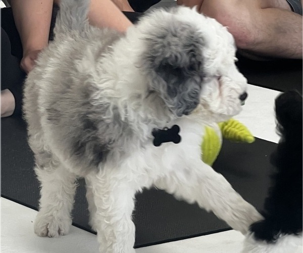 Medium Photo #16 Sheepadoodle Puppy For Sale in HUNTINGTON BEACH, CA, USA