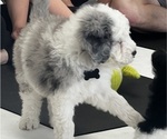Small #15 Sheepadoodle