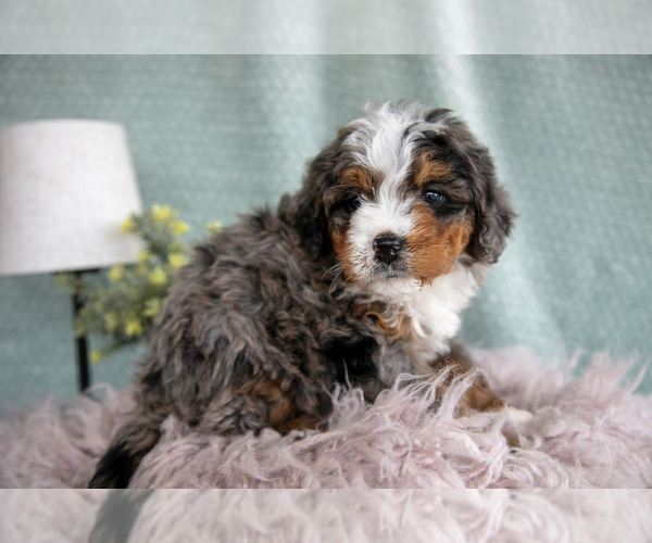 Medium Photo #13 Bernedoodle (Miniature) Puppy For Sale in PARADISE, PA, USA