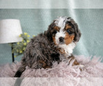 Small #2 Bernedoodle (Miniature)