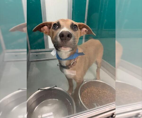 Medium Photo #1 American Pit Bull Terrier-Unknown Mix Puppy For Sale in Oklahoma City, OK, USA