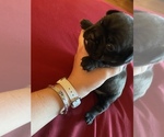 Small Photo #8 French Bulldog Puppy For Sale in PUYALLUP, WA, USA