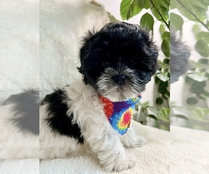 ShihPoo Litter for sale in SAND CREEK, MI, USA