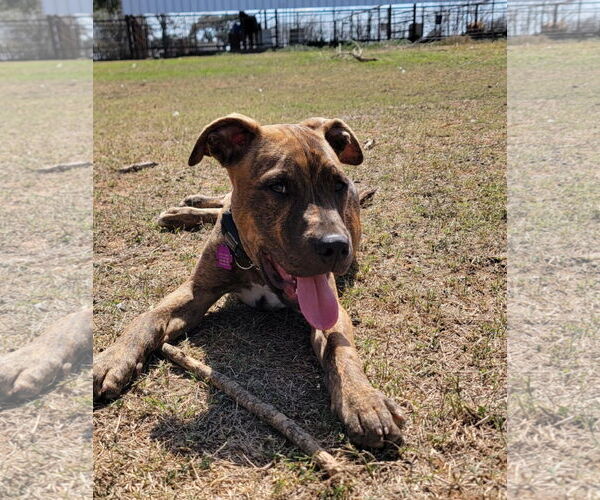 Medium Photo #1 Boxer-Staffordshire Bull Terrier Mix Puppy For Sale in Pleasanton, TX, USA