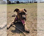 Small Boxer-Staffordshire Bull Terrier Mix