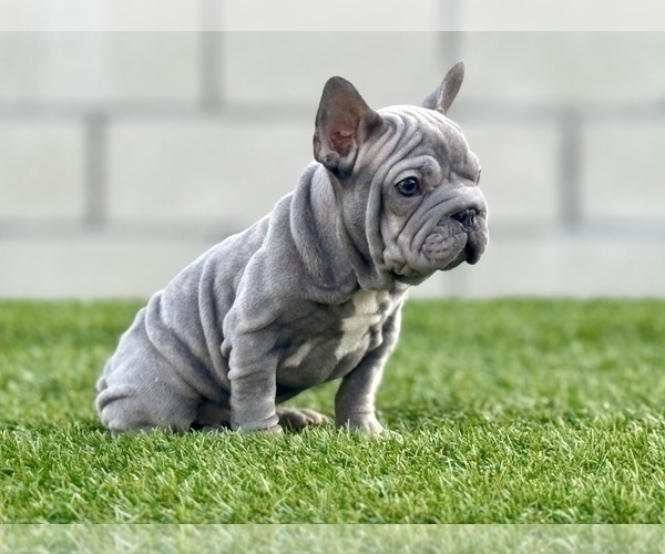 Medium Photo #1 French Bulldog Puppy For Sale in DAYTON, OH, USA