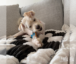 Small #14 Shih Tzu Mix