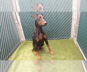 Doberman Pinscher Dogs for adoption in Downey, CA, USA
