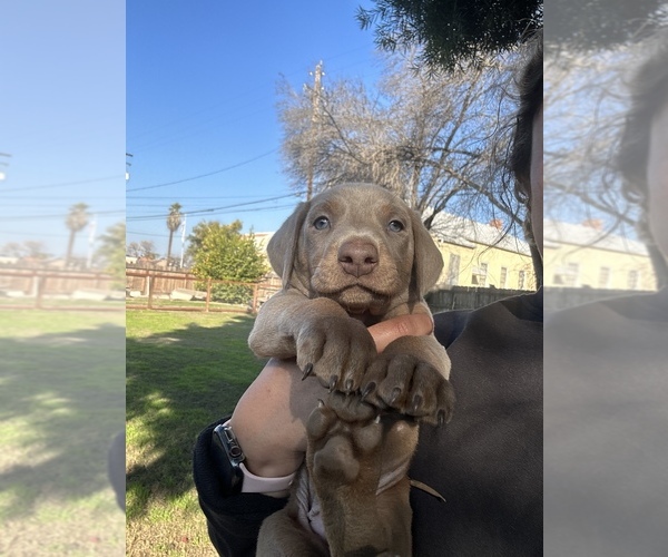 Full screen Photo #3 Doberman Pinscher Puppy For Sale in LEMOORE, CA, USA