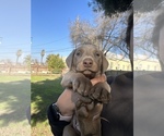 Small Photo #3 Doberman Pinscher Puppy For Sale in LEMOORE, CA, USA