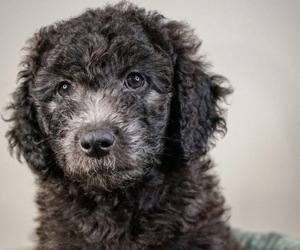 F2 Aussiedoodle Puppy for sale in SPRINGFIELD, MO, USA