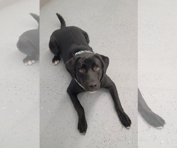 Medium Photo #15 Borador Puppy For Sale in Wakefield, RI, USA