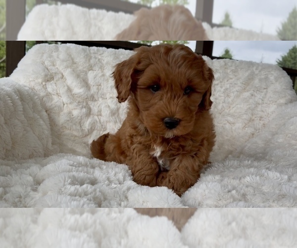 Medium Photo #24 Goldendoodle mix (+ Poodle Miniature) Puppy For Sale in RANDOLPH, WI, USA
