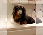 Small Photo #5 Dachshund Puppy For Sale in Shelbyville, TN, USA