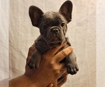 Small Photo #16 French Bulldog Puppy For Sale in PERRIS, CA, USA