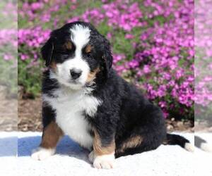 Bernedoodle Puppy for sale in NEW ENTRPRISE, PA, USA