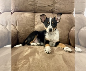 Australian Shepherd-Miniature Pinscher Mix Puppy for sale in HILLSBORO, WI, USA