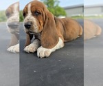 Small Photo #3 Basset Hound Puppy For Sale in GREENLEAF, WI, USA