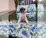Small Photo #1 Poodle (Toy) Puppy For Sale in SHIPSHEWANA, IN, USA