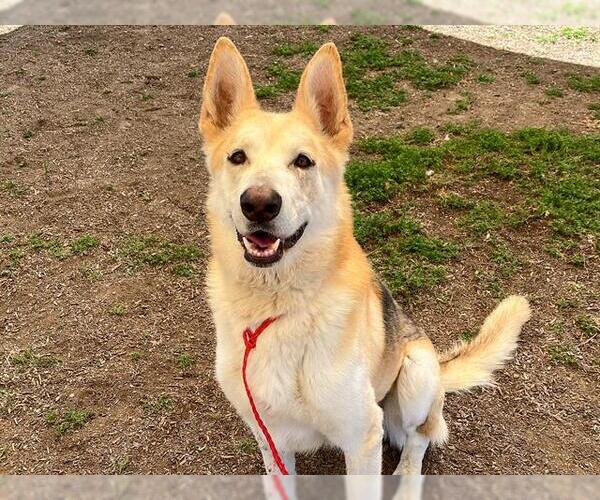 Medium Photo #2 German Shepherd Dog-Unknown Mix Puppy For Sale in Orange, CA, USA