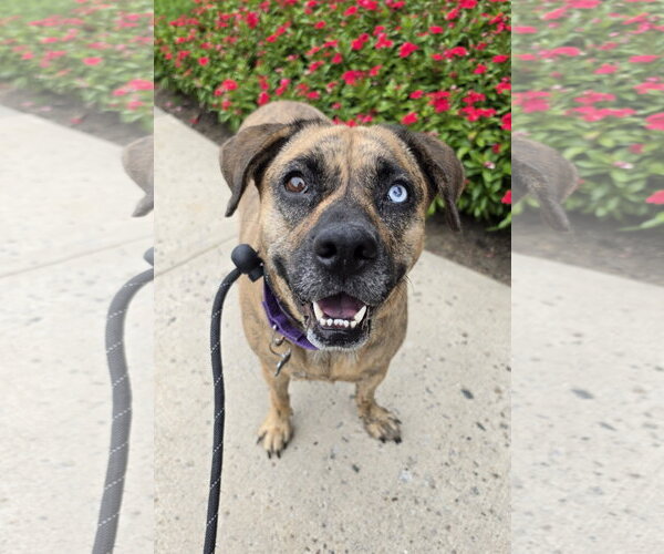 Medium Photo #7 Plott Hound-Unknown Mix Puppy For Sale in Rockaway, NJ, USA