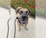 Small #6 Plott Hound Mix