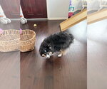 Small #3 Australian Shepherd