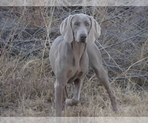 Mother of the Weimaraner puppies born on 10/29/2021