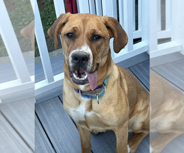 Medium Photo #21 Coonhound-Labrador Retriever Mix Puppy For Sale in Brewster, NY, USA