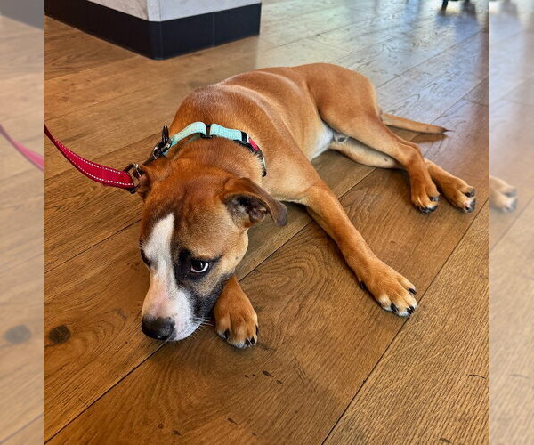 Medium Photo #3 Boxer-Unknown Mix Puppy For Sale in San Juan Capistrano, CA, USA