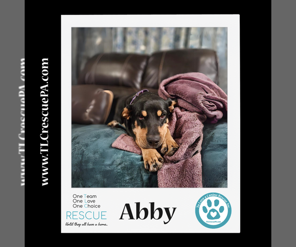 Medium Photo #12 Mutt Puppy For Sale in Kimberton, PA, USA