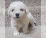 Puppy Male Puppy 2 Bichon Frise