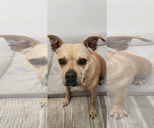 American Pit Bull Terrier-American Staffordshire Terrier Mix Dogs for adoption in Techny, IL, USA