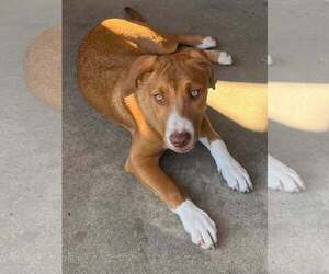 Mutt Dogs for adoption in Mount Laurel, NJ, USA