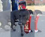 Small #2 Labrador Retriever Mix