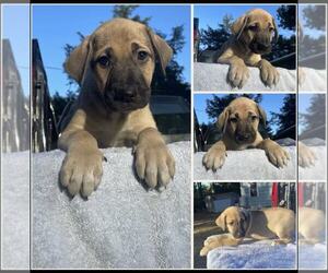 Labrador Retriever-Unknown Mix Dogs for adoption in SHERBURNE, NY, USA