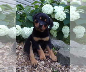 Rottweiler Puppy for sale in MILLERSBURG, OH, USA